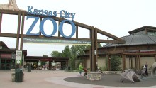 Más video del zoológico de Kansas City (en inglés)