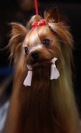 Estas mascotas están... para comérselas.