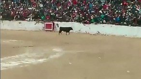 Video: toro embiste a espectadores en las gradas