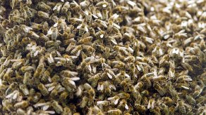 Escapan millones de abejas tras volcarse camión