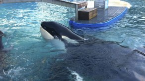 Manifestantes reclamaron por la libertad de la orca que ya lleva 45 años en cautiverio.