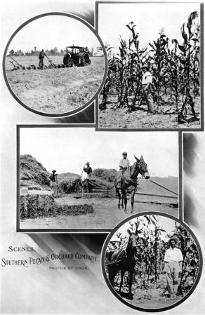 Escenas en Southern Company Pecan & Orchard, 1910.