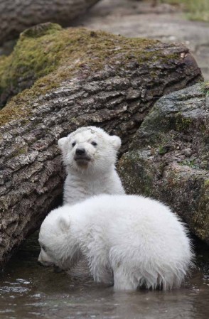 Los inquilinos más tiernos del zoológico.