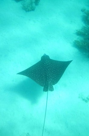 Las playas y océanos vírgenes de Culebra mantienen su flora y fauna intacta. ¿Te las vas a perder?
