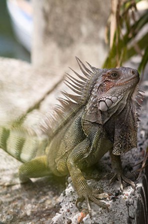 El Pelícano Pardo, el Turpial, la Tijereta, el Lagartijo y el Coquí son algunas de las especies animales para apreciar.