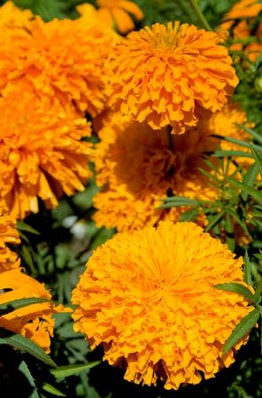 Cempasúchil, que en náhuatl significa “20 flores” es la flor por excelencia de toda la gente que celebra el día de muertos, se cree que su color guiará a los muertos del cementerio al lugar de la ofrenda, además de hacerle una estancia agradable durante su visita.