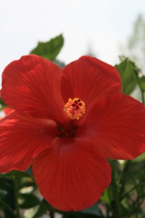 A la flor de cayena también se le conoce en algunos sitios como hibiscus.