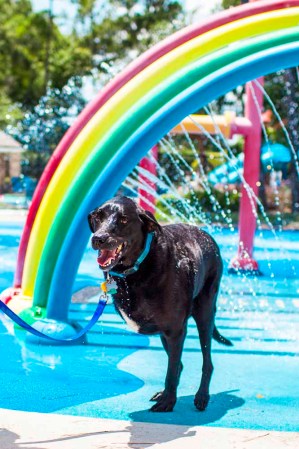 Duke: el perro con cáncer que inundó las redes con lágrimas.