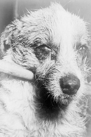 Rabias. Las rabias pueden ser fatales si no se aplican los medicamentos necesarios. Normalmente se transmite a través de la mordedura de animales y ataca el sistema nervioso.