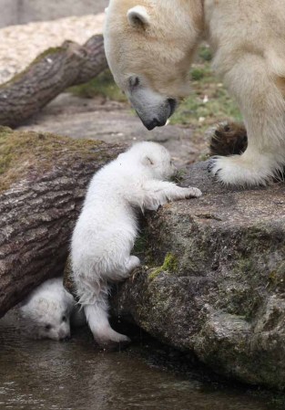 Los inquilinos más tiernos del zoológico.