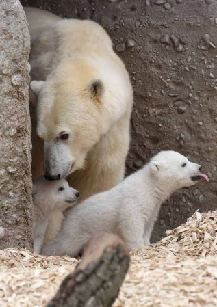Los inquilinos más tiernos del zoológico.
