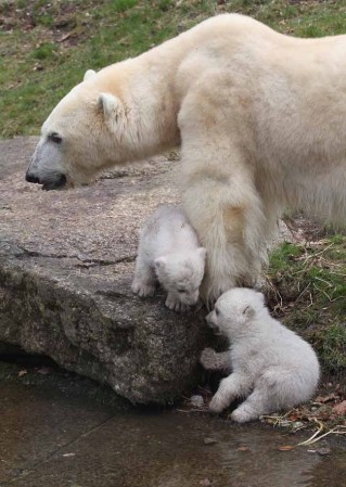 Los inquilinos más tiernos del zoológico.