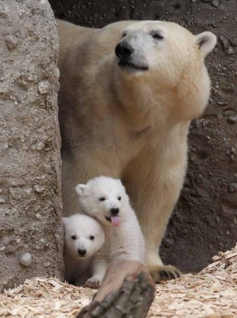 Los inquilinos más tiernos del zoológico.