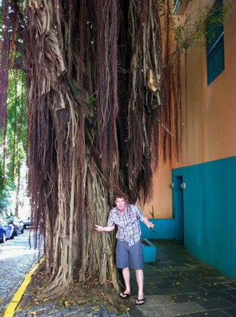 Árbol original con cientos de raíces y muy alto, basta mirar la proporción humana comparada con su gran tamaño.