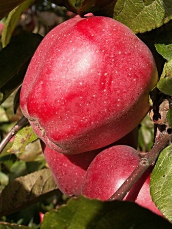 Las manzanas son muy sensibles a la temperatura, mantenlas a no más de 35 Fº y a no menos de 30Fº. En el refrigerador mantenlas en el cajón de las frutas pero tápalas con una toalla de papel húmedo.
