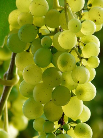 Uvas