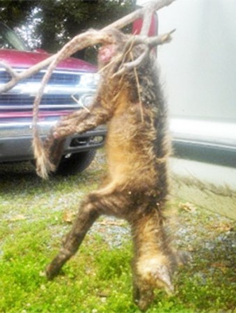 Un extraño animal, catalogado como un chupacabras, fue publicado muerto en Carolina del Norte por una mujer, quien dijo "el chupacabras sí existe".