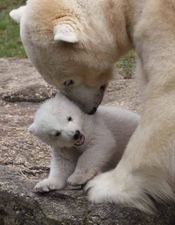 Los inquilinos más tiernos del zoológico.