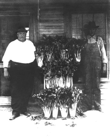 John y Tom Campana, productores de apio en Sanford, 1920.