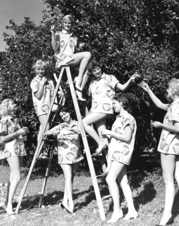 Recoger naranjas, todo un arte en la población de Largo allá por el año 1961.