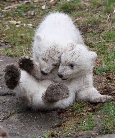 Los inquilinos más tiernos del zoológico.