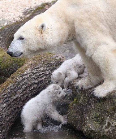 Los inquilinos más tiernos del zoológico.