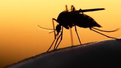 OMS alerta sobre propagación explosiva del virus del Zika