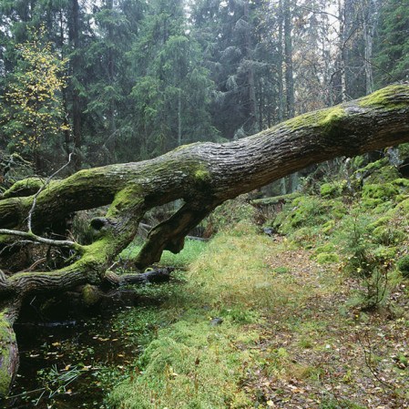 ¿Si un árbol se cae en el medio del bosque y no hay nadie que lo escuche, hace ruido? Ahora sabemos la respuesta: sin observador, no hay realidad posible.