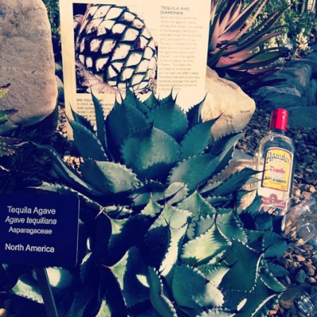 La mayoría de las bebidas alcohólicas producidas en México provienen de las mieles del agave o de otras plantas similares que se dan en el desierto, pero también hay un excelente vino mexicano.