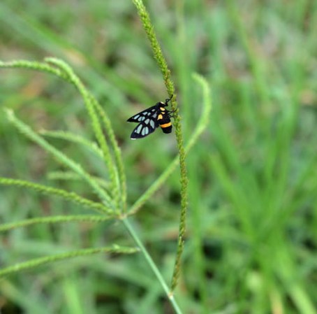 Los dyaks de Borneo creen que el alma muere varias veces, hasta que finalmente se convierte en un insecto o en una planta de la jungla.