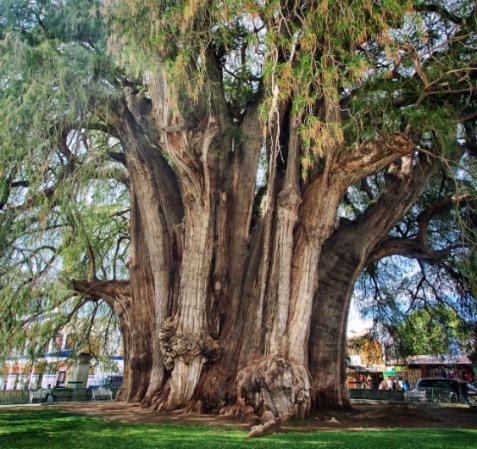 Muy cerca de la ciudad de Oaxaca se localiza este tule: un ahuehuete milenario, de más de 2,000 años de antigüedad, que tiene un grosor de 56 metros, una altura de 42 metros y un diámetro de 14.05 metros.