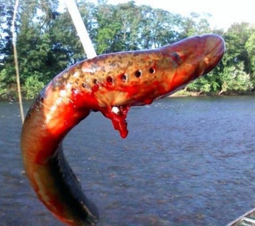 Se trata de una lamprea marina, la cual es una especie de anguila.<br /><br /> Extraña criatura en NJ<br /><br />