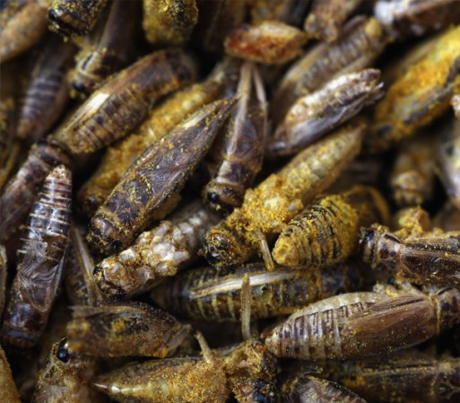 …chapulines al mole,