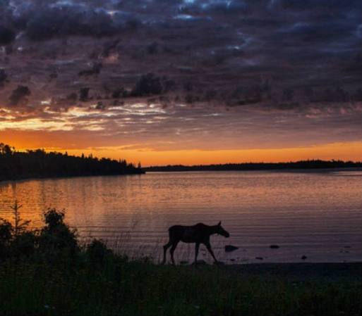 Un alce en Daisy Farm Campground, en el Isle National Park, en Michigan.