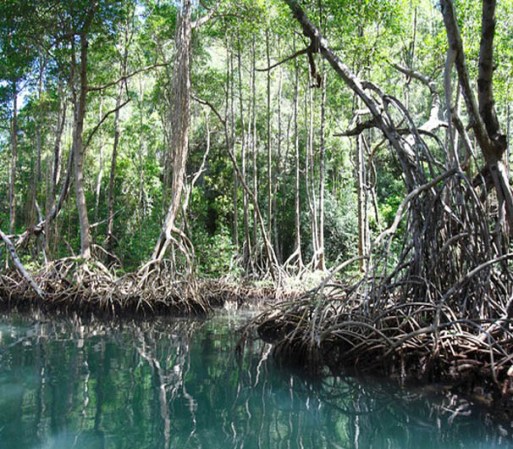 El manglar del Parque Nacional Los Haitises se destaca entre la atractiva flora que la región tiene para ofrecer.