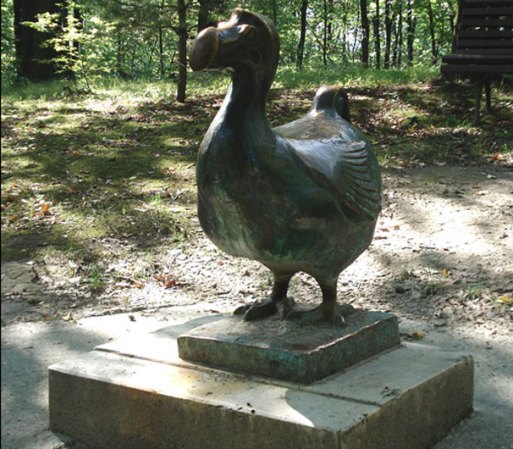 Con semejante desproporción, el "Dodo" no podía caminar con la más mínima elegancia. Se alimentaba de plantas a ras del suelo, por lo que nunca necesitó volar por ningún motivo. Pese a su fama de "tonto" hay quienes lo admiraban, en la foto, una escultura en un parque de Madagascar.