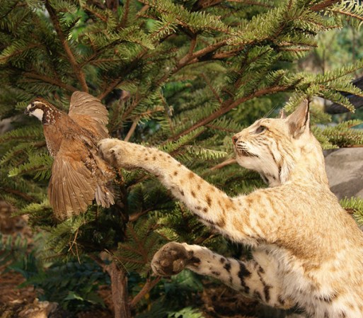 El Museo de la Vida Silvestre de San Juan te permitirá rodearte de una diversidad de especies salvajes de diferentes partes del mundo. Las exhibiciones muestran a más de 200 mamíferos en sus correspondientes hábitats.
