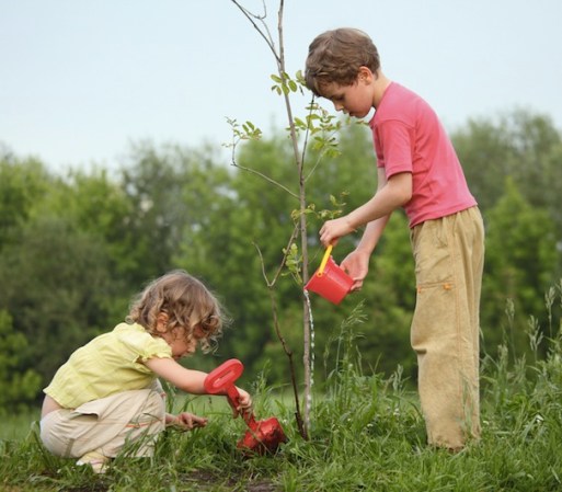 5. Planta un árbol. Busca organizaciones ecológicas que lo organicen o hazlo en tu propio jardín.