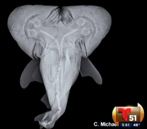 El hallazgo de un tiburón toro de dos cabezas ha sorprendido a los científicos, que nunca antes había visto una malformación de este tipo.