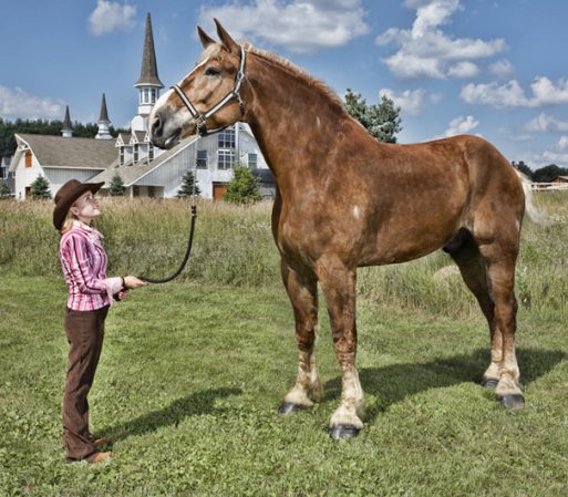 El caballo viviente más alto a la fecha es Big Jake, un Belga Castrado de nueve años que vive en Wisconsin, EEUU.