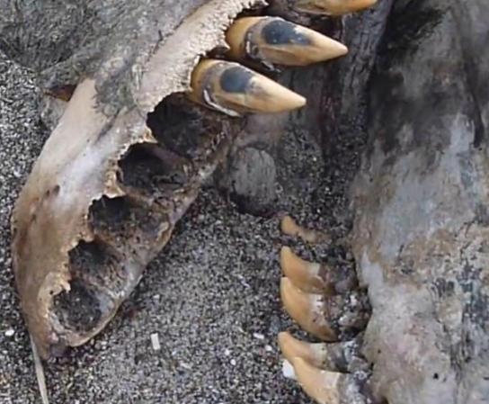 Una extraña y monstruosa especie fue encontrada zanjada a orillas de una playa en Nueva Zelanda. Algunos expertos especulan que pudiera tratarse del cuerpo de una orca asesina.