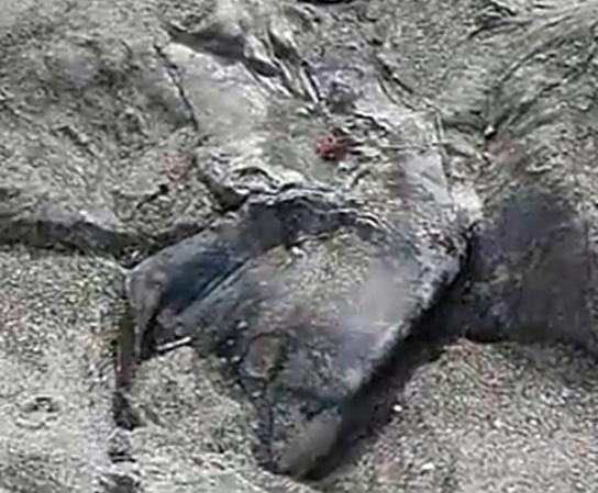 Una extraña y monstruosa especie fue encontrada zanjada a orillas de una playa en Nueva Zelanda. Algunos expertos especulan que pudiera tratarse del cuerpo de una orca asesina.