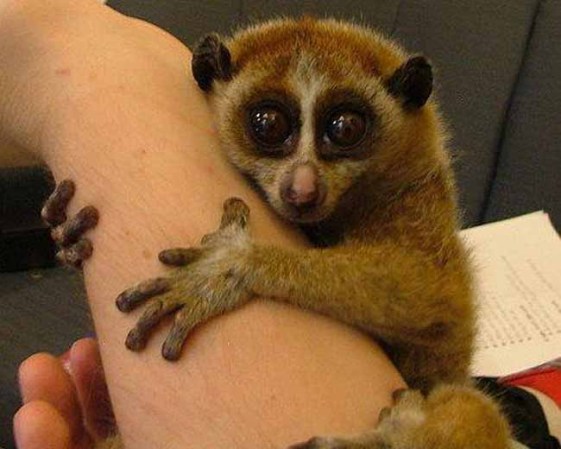 El loris es uno de los pocos mamíferos venenosos, pese a que cualquiera lo querría como mascota.