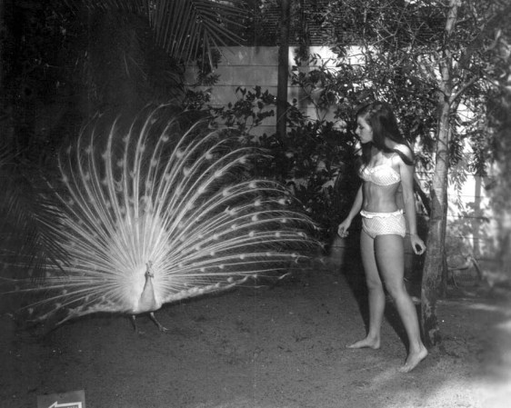 Dos maravillas en el parque Sunken Gardens de Saint Petersburg (1968).