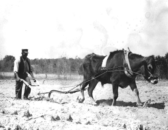 Arando con buey en el oeste del condado de Leon, 1958
