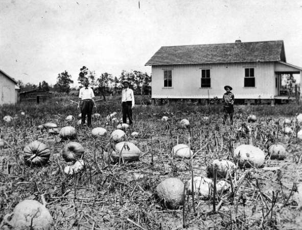 Calabaza de campo en Green Cove Springs, 1920.
