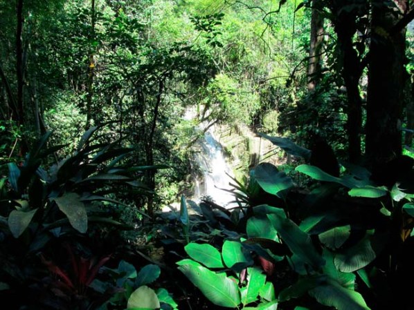 Una cascada se esconde entre la inmensidad de la selva.