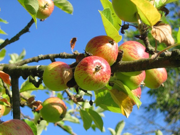 Manzanas