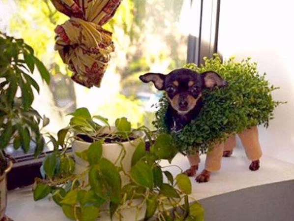 Perro disfrazado de planta.