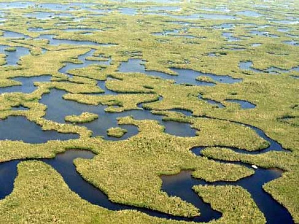 Los Everglades, Estados Unidos. <br /><br />La diversificación de aguas y la agricultura presentan una gran amenaza para los 2.5 millones de tareas en estas tierras húmedas. Desde el año 1900 la totalidad de su terreno se ha minimizado al 50%.